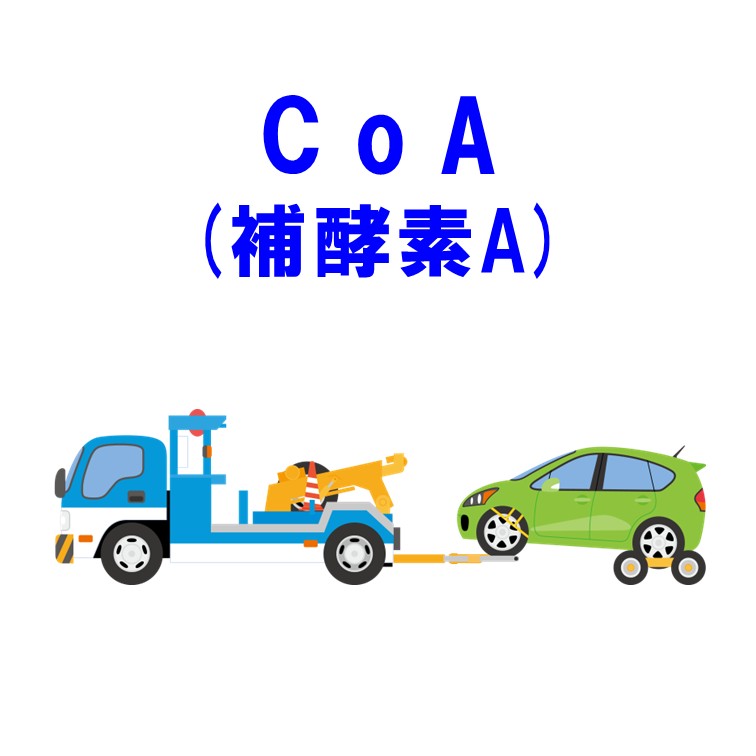 CoA（補酵素A）