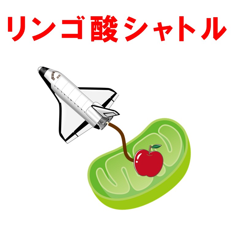 リンゴ酸シャトル