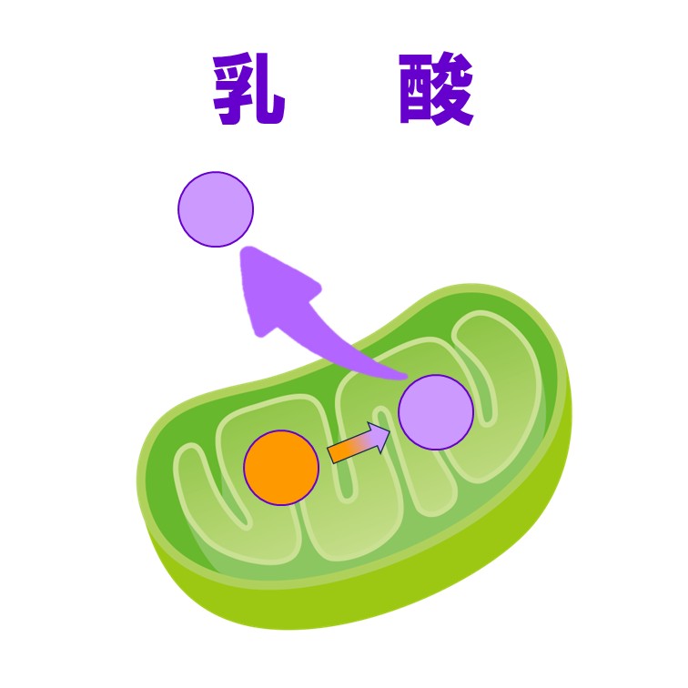 乳酸