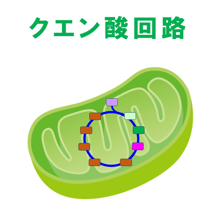 クエン酸回路